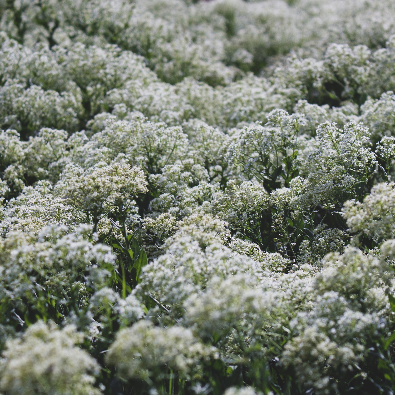 closeup on a field of beautiful white flowers